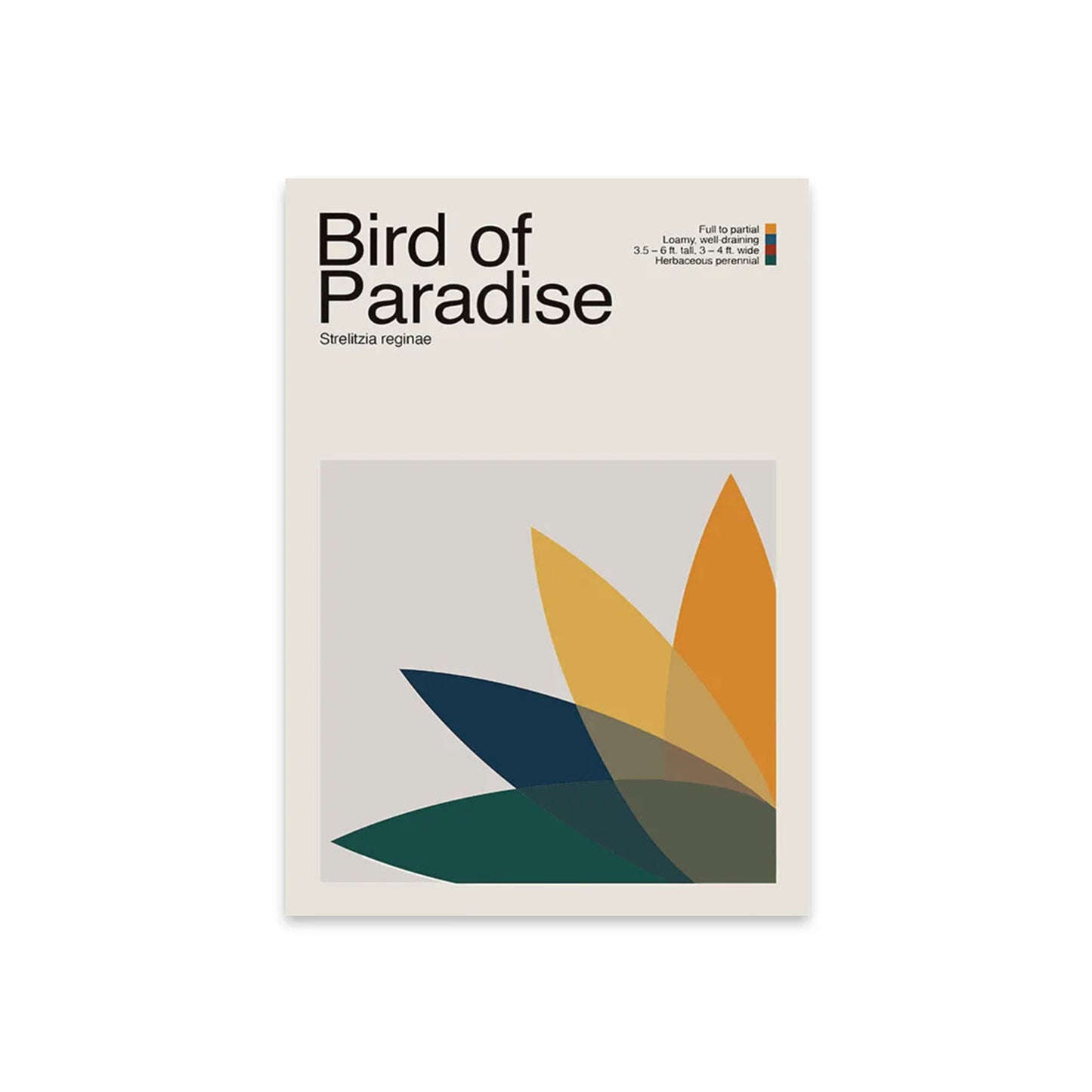 Abstract Bird of Paradise Plant Graphic Art