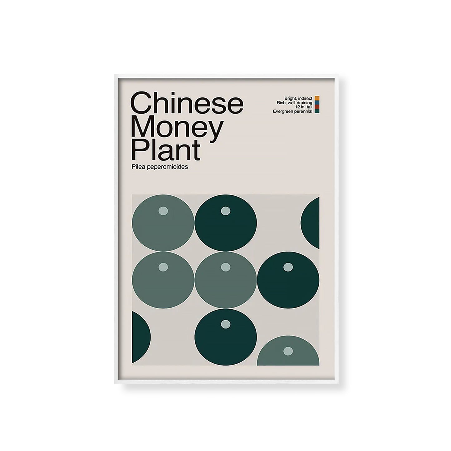 Abstract Chinese Money Plant Graphic Art
