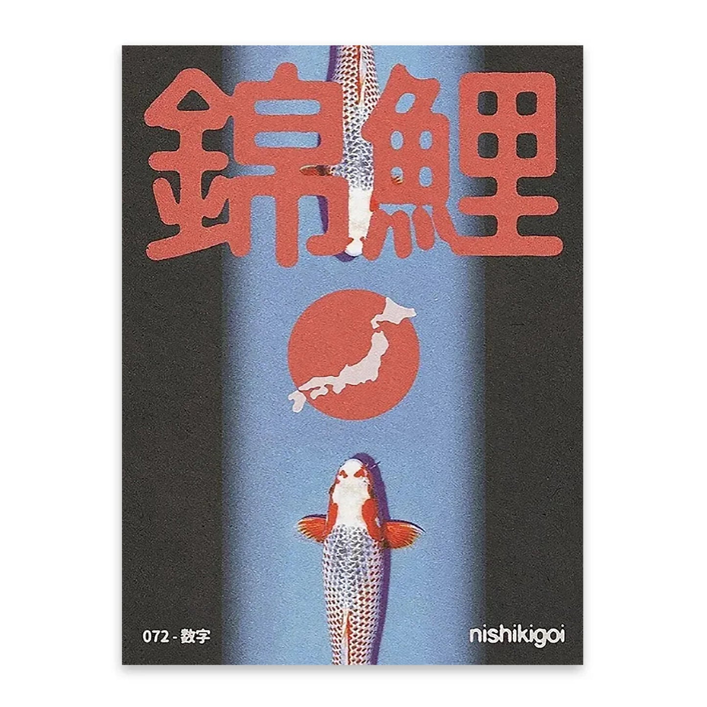 SIN MARCO - Japanese Nishikigoi