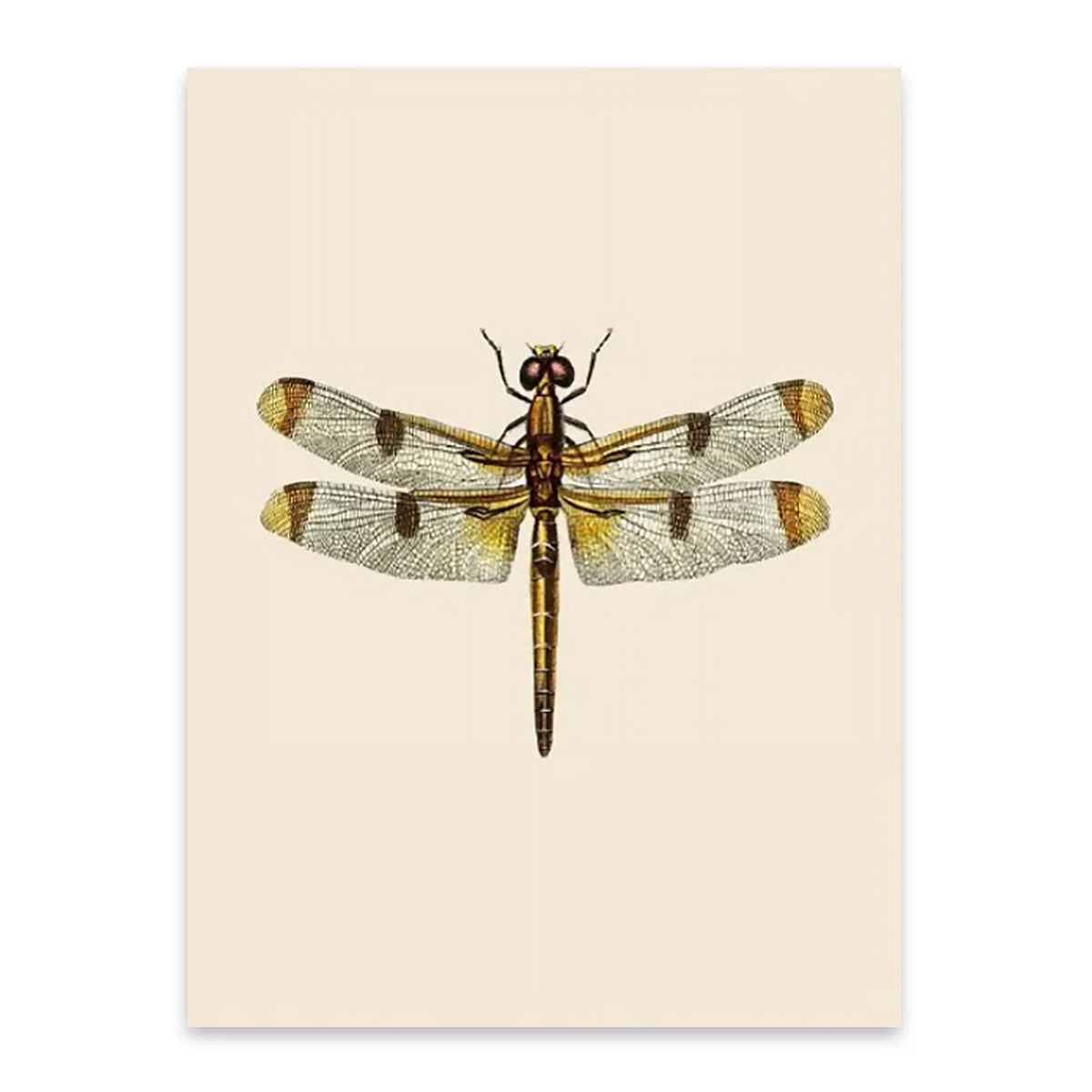 Vintage Painted Skimmer-thumbmail-3