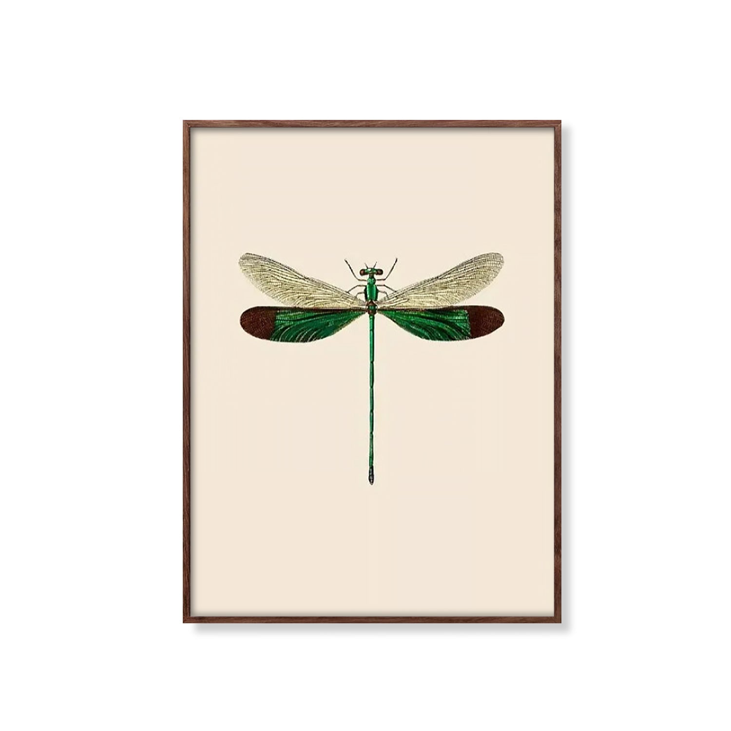 Vintage Stream lory Drageflue